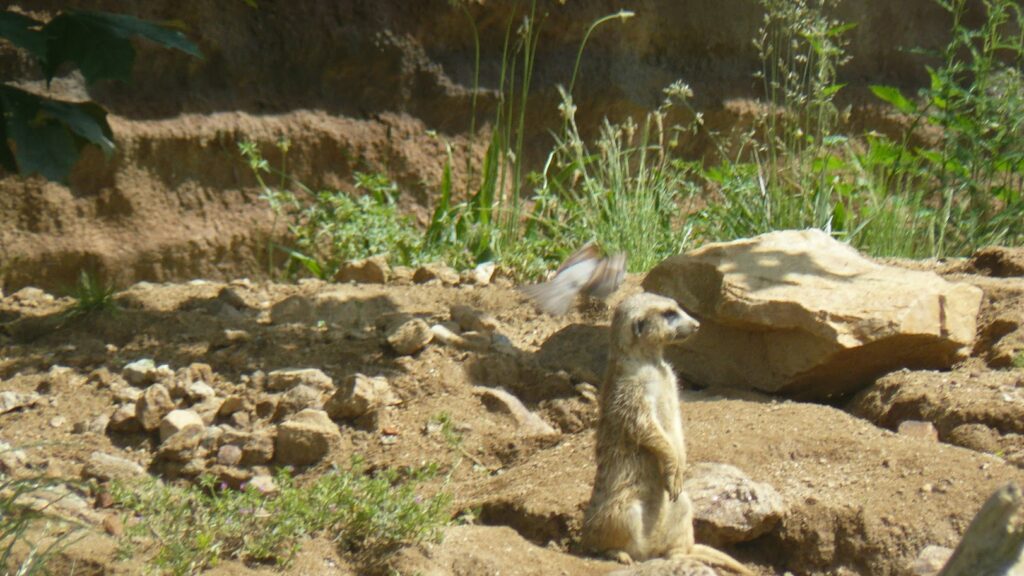 ZOO Jihlava 11