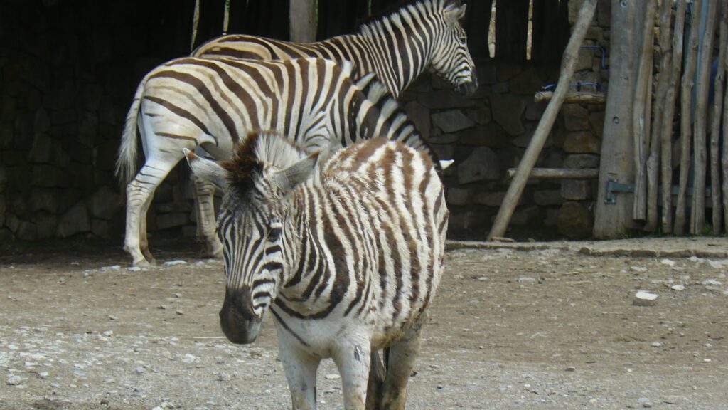 ZOO Jihlava 16