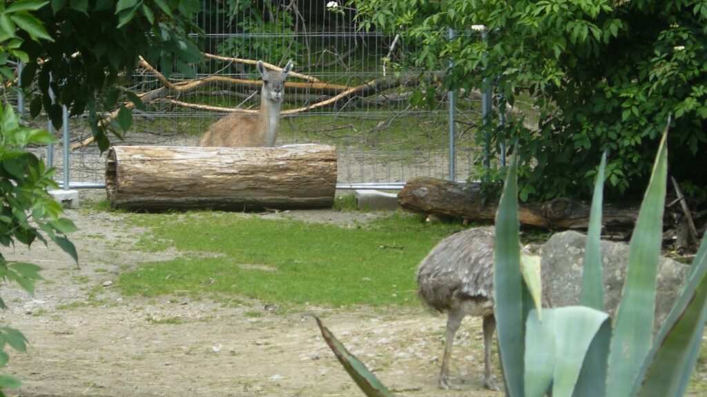 ZOO Jihlava 18
