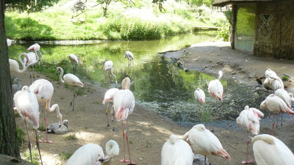 ZOO Jihlava 19
