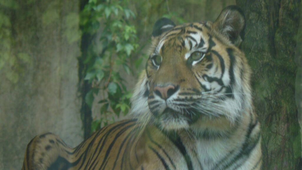 ZOO Jihlava 2a