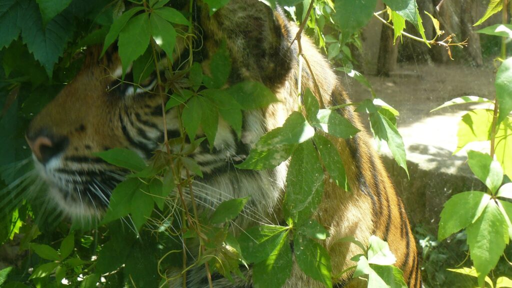 ZOO Jihlava 2b