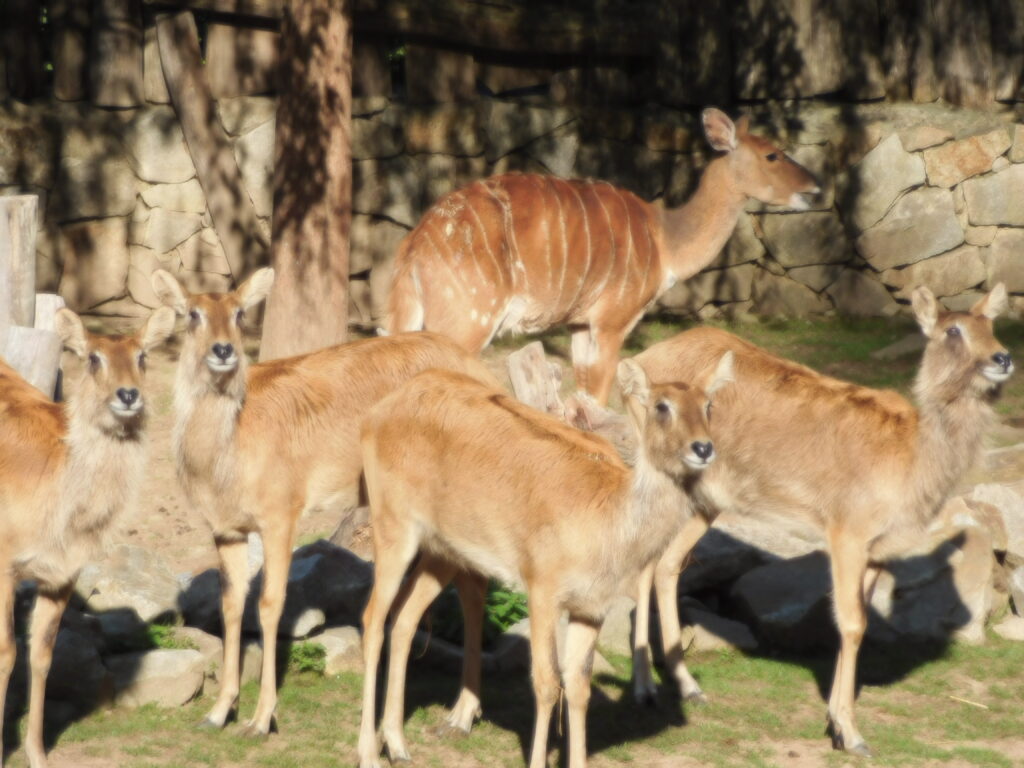 ZOO Jihlava 4