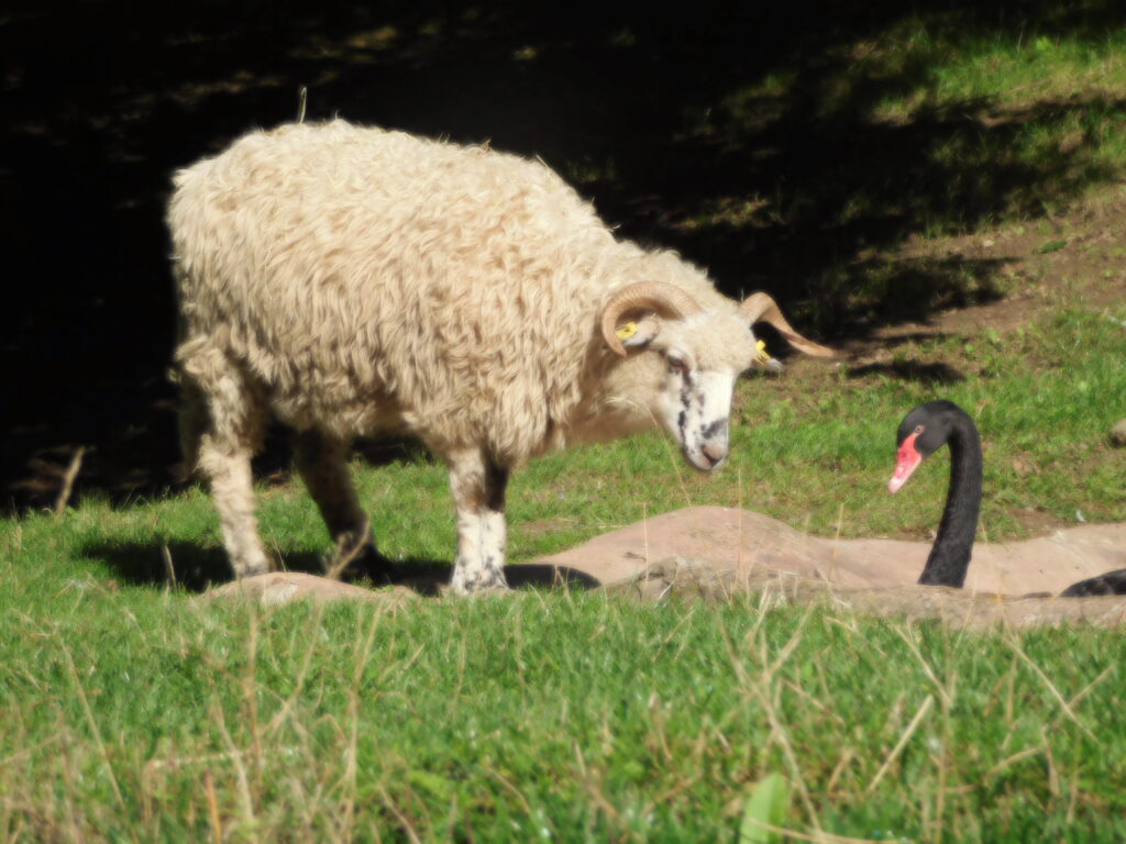 ZOO Jihlava 5