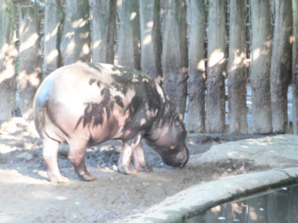 ZOO Jihlava 6