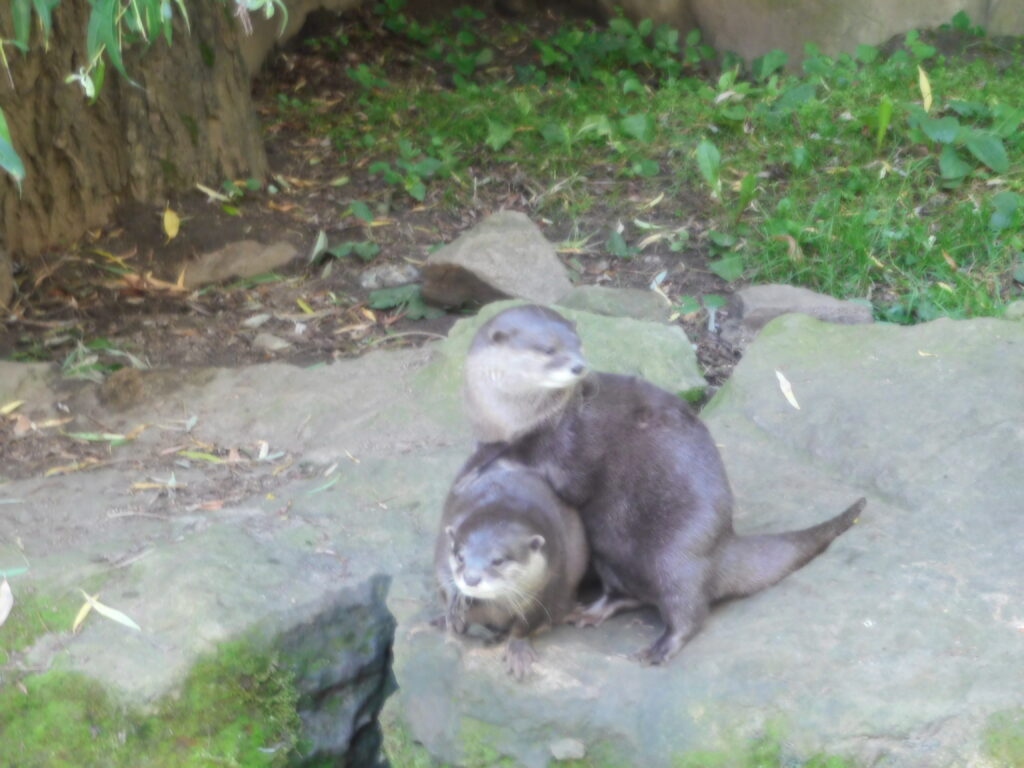 ZOO Jihlava 7