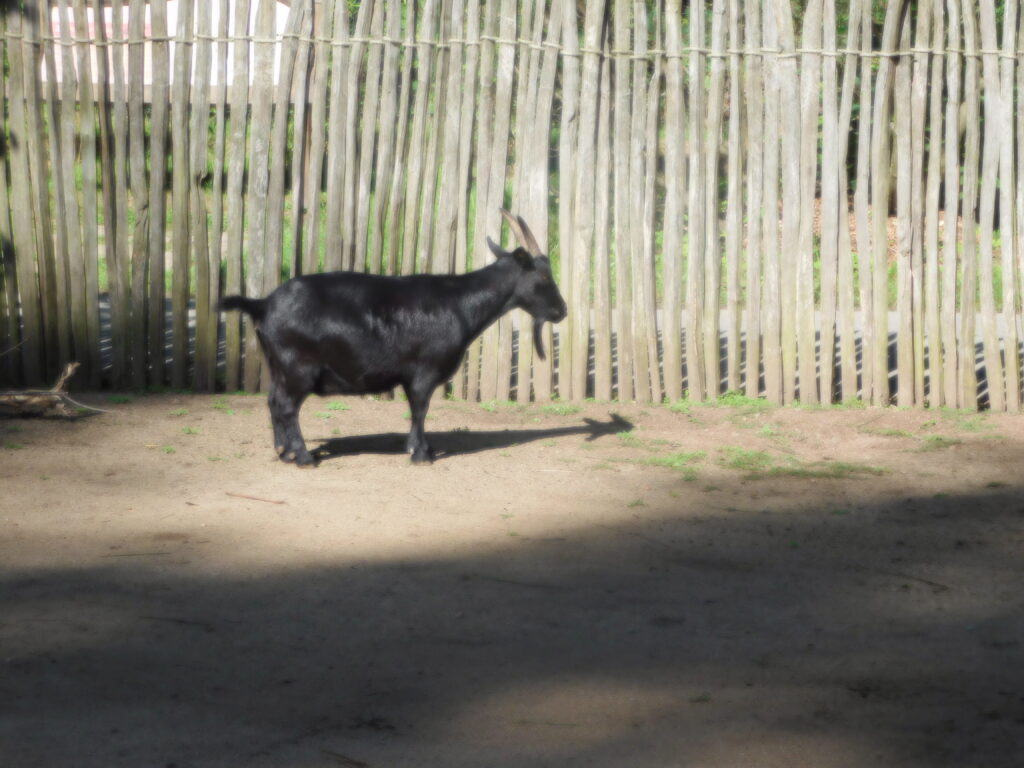 ZOO Jihlava 8
