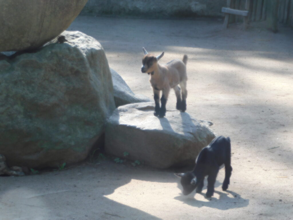 ZOO Jihlava 9