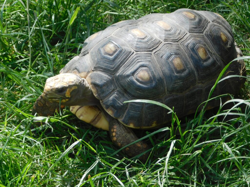 ZOO Sedlec 10