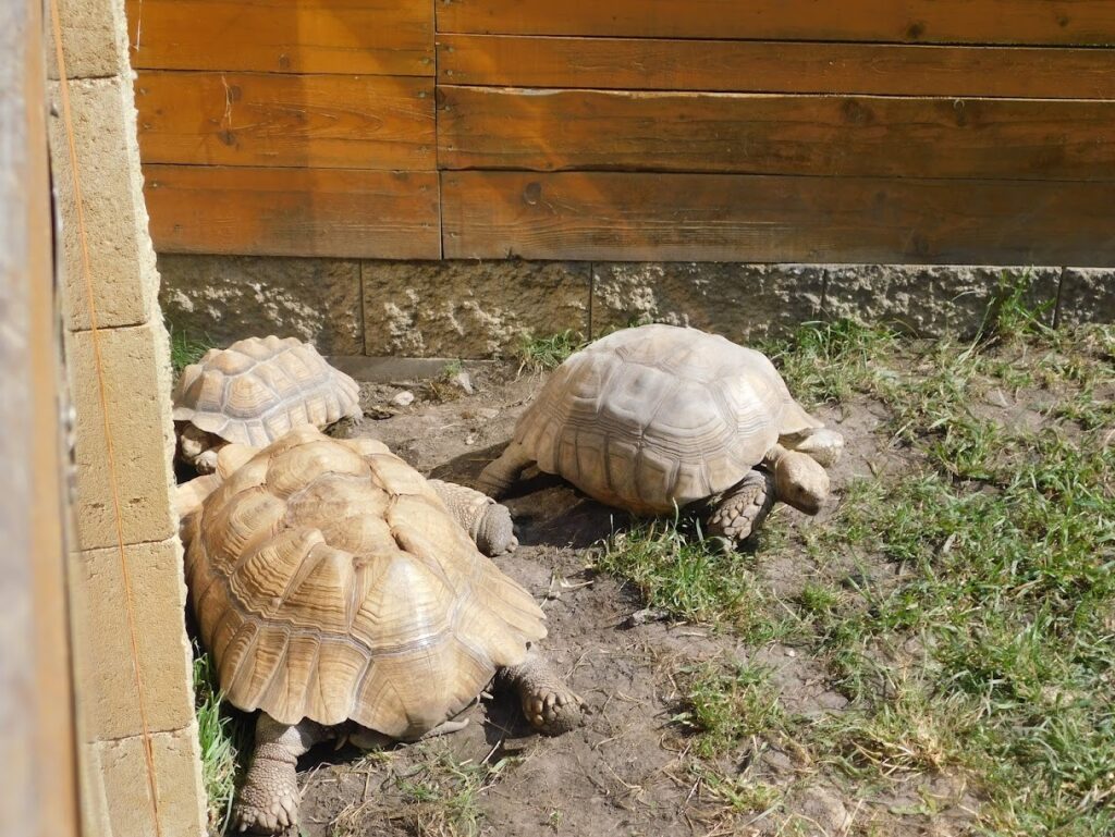 ZOO Sedlec 11