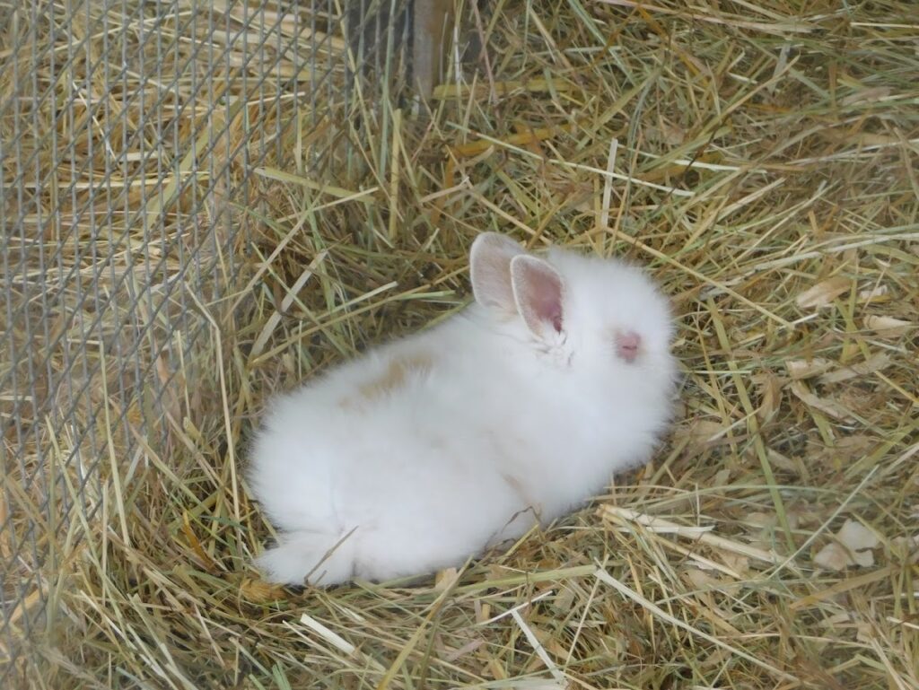 ZOO Sedlec 12