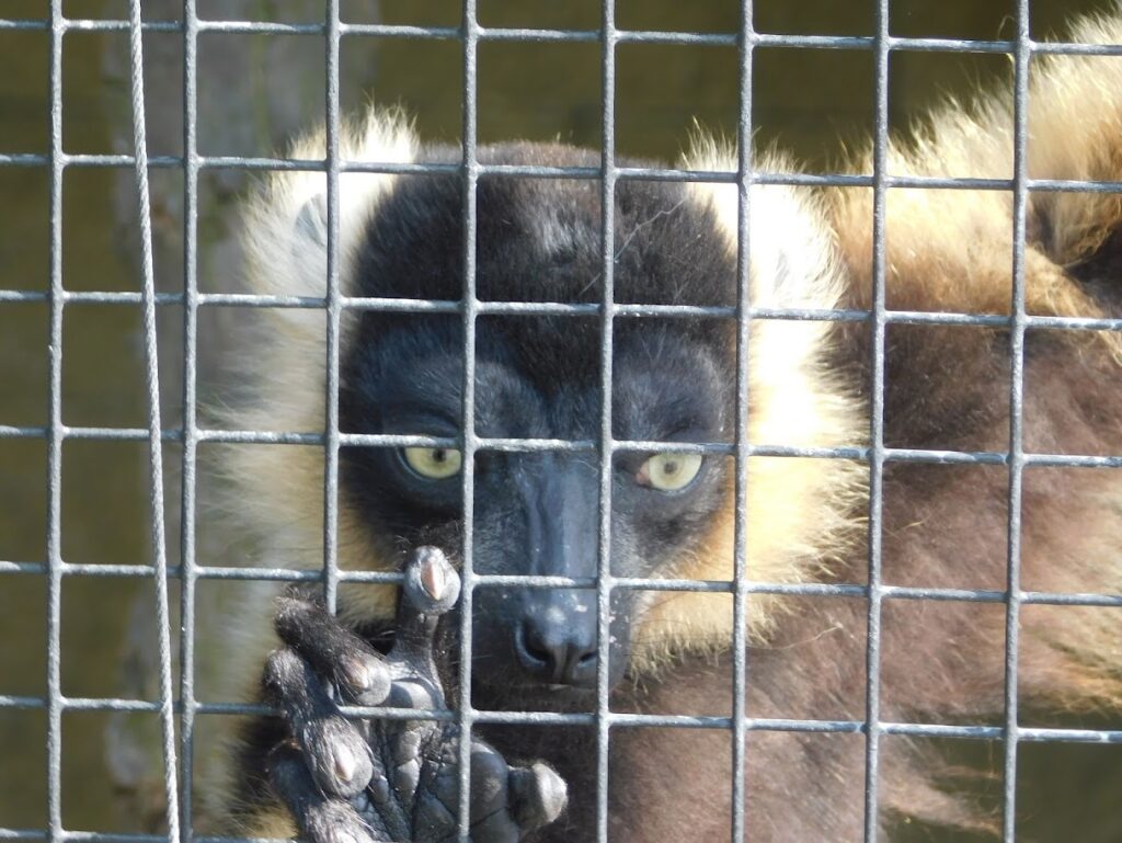 ZOO Sedlec 13