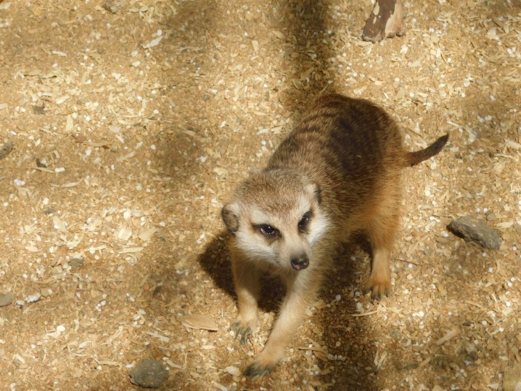 ZOO Sedlec 14