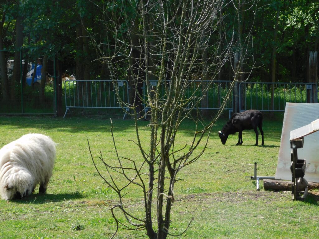 ZOO Sedlec 15