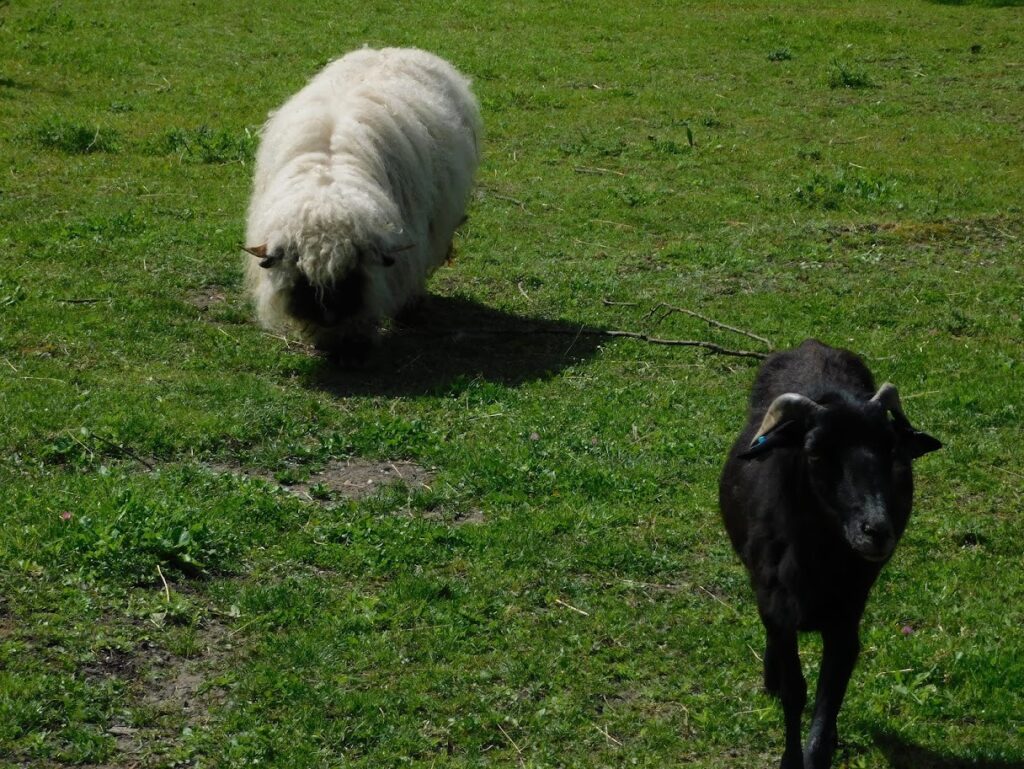 ZOO Sedlec 16