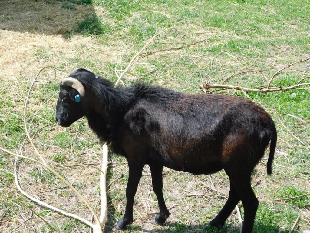 ZOO Sedlec 17