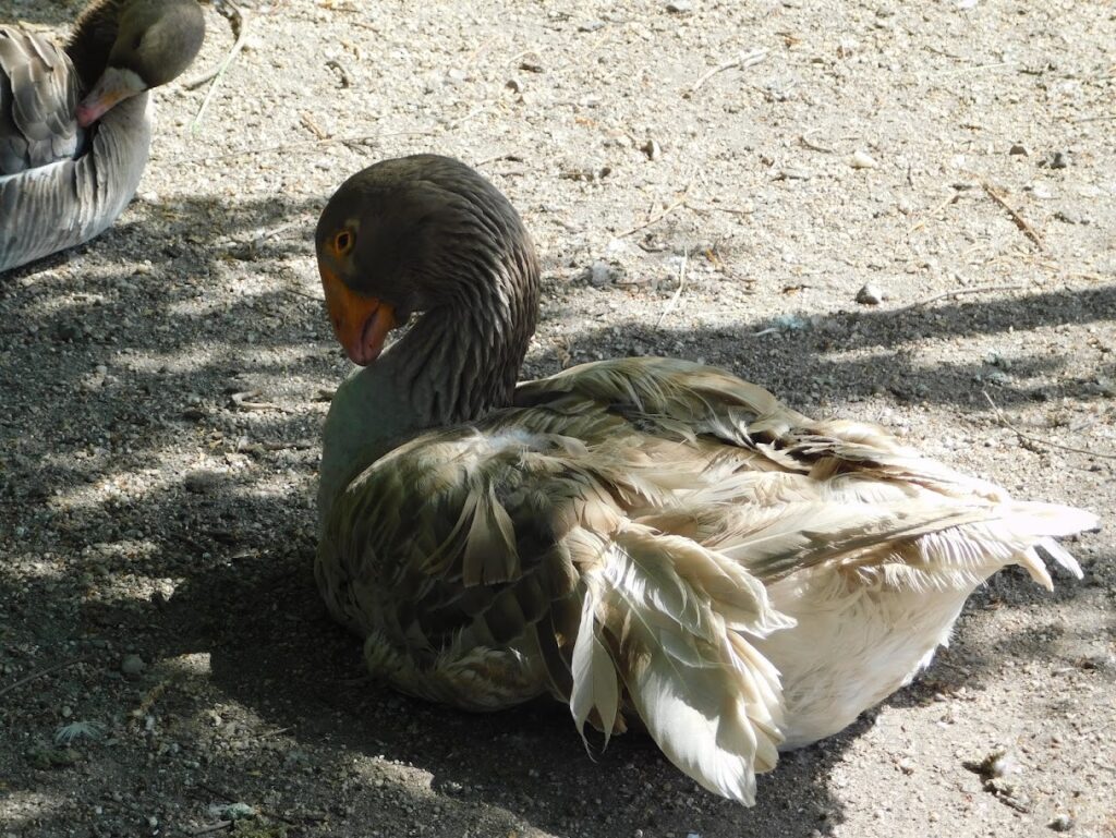 ZOO Sedlec 19