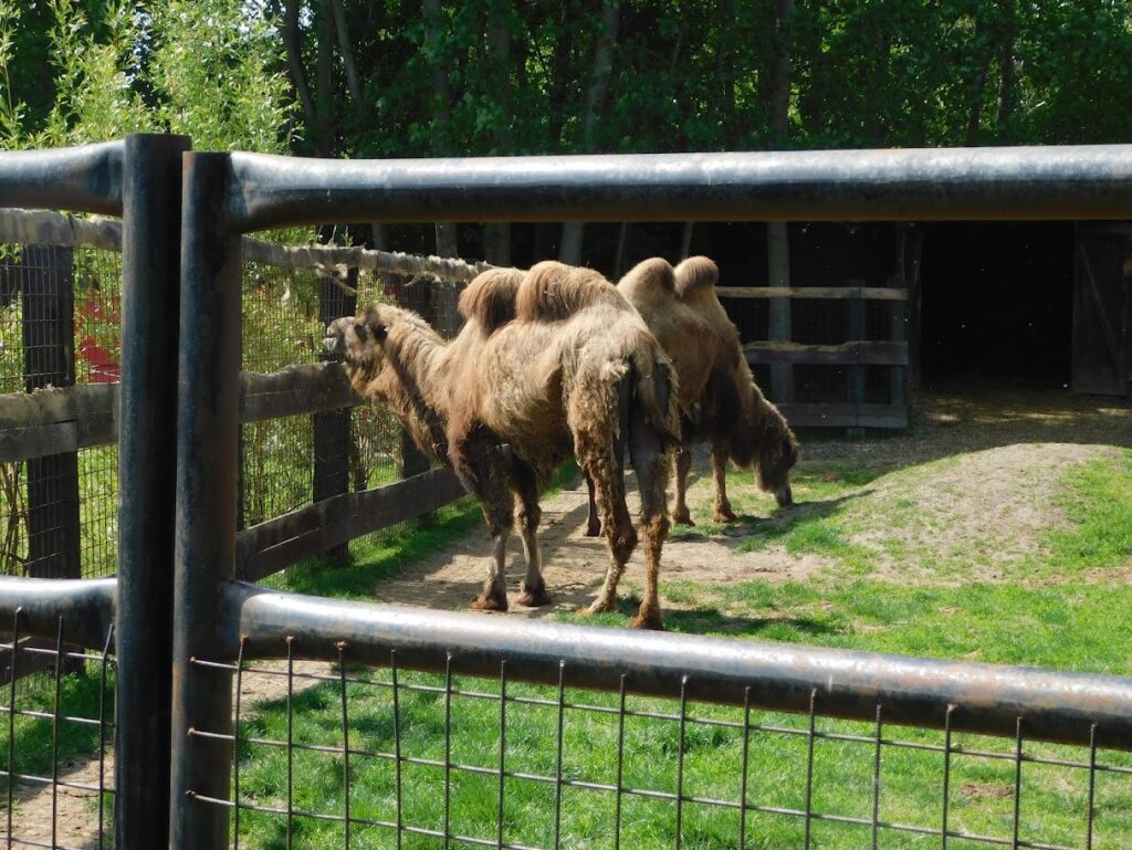 ZOO Sedlec 22