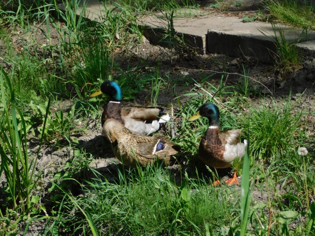 ZOO Sedlec 4