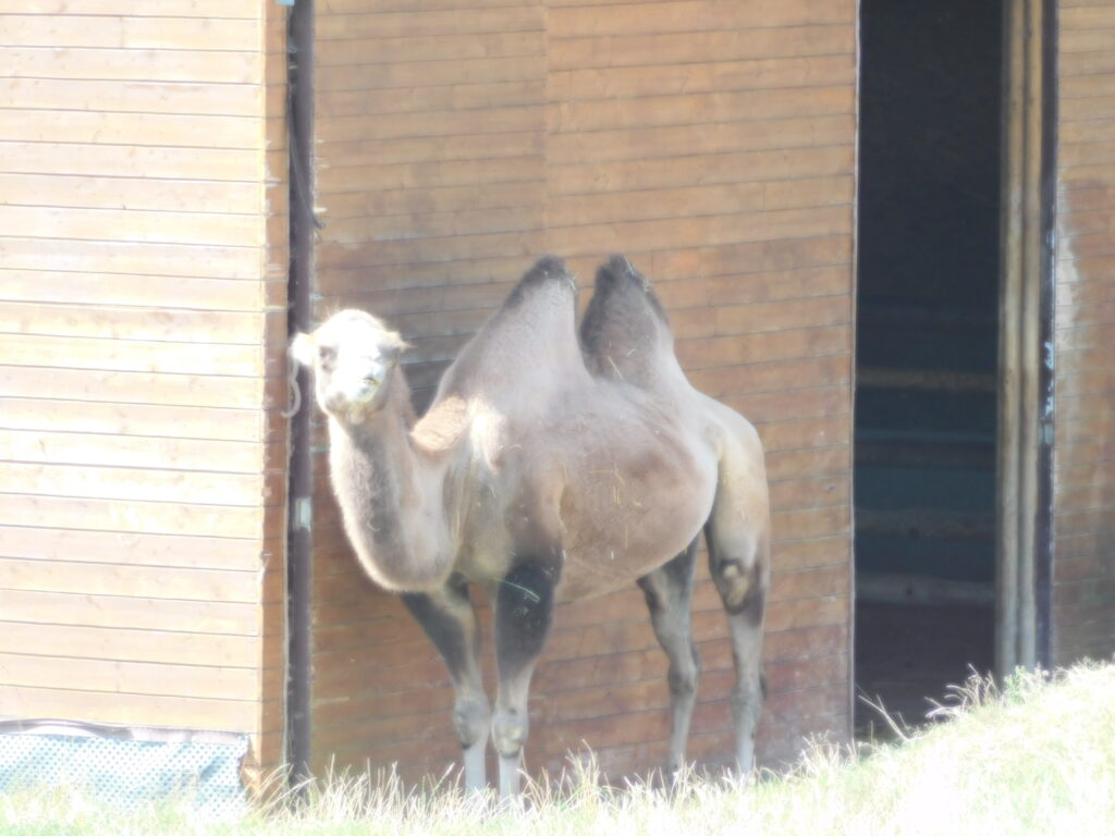 ZOO Tábor 15