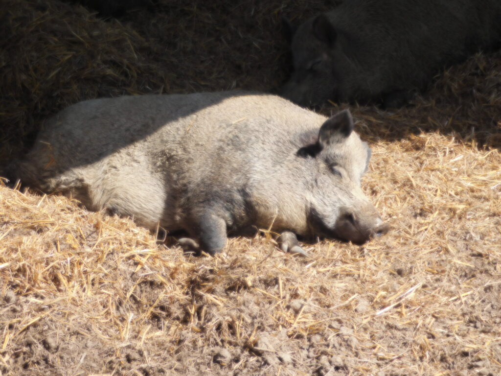 ZOO Tábor 19