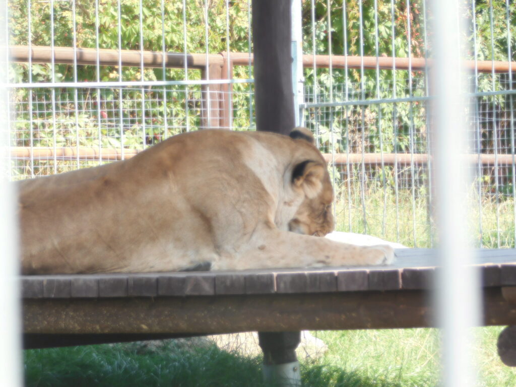 ZOO Tábor 26