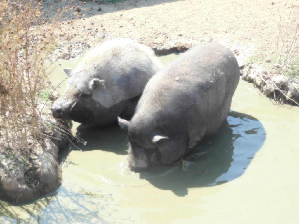 ZOO Tábor 27