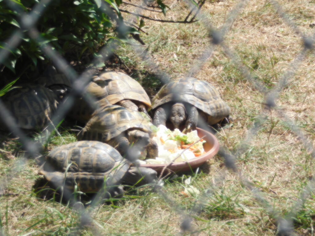 ZOO Tábor 30