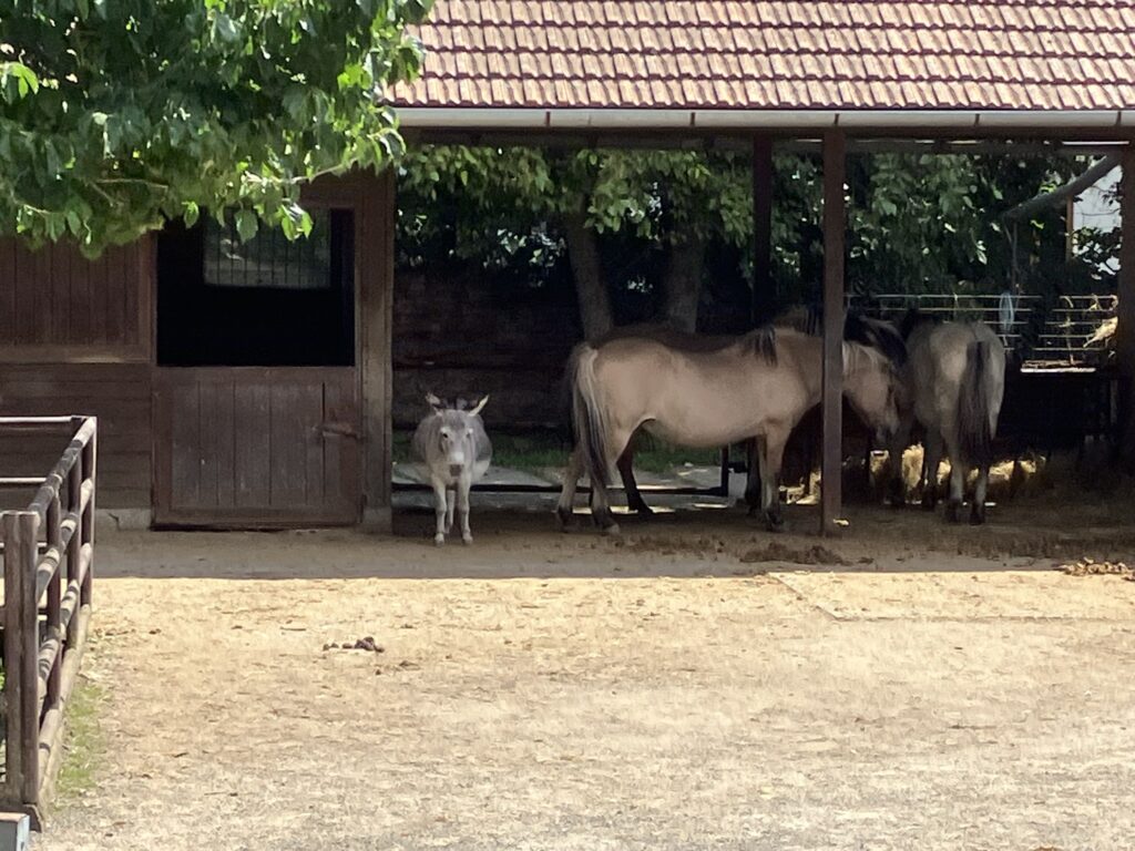ZOO Vyškov 15