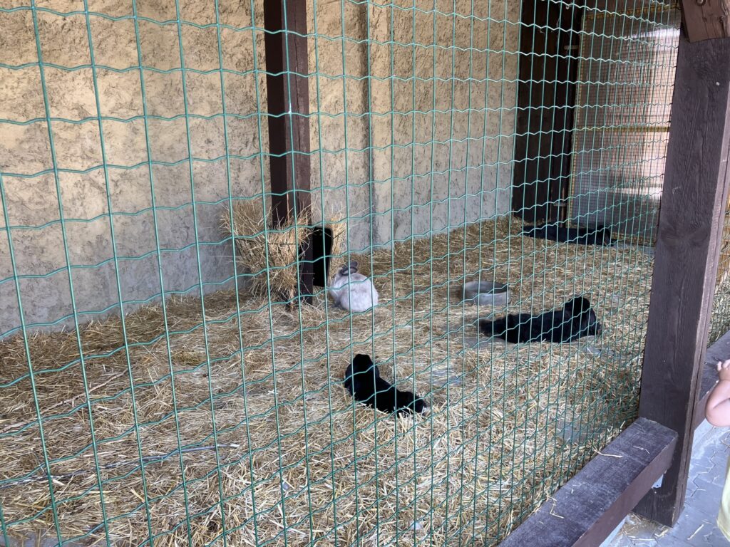 ZOO Vyškov 17
