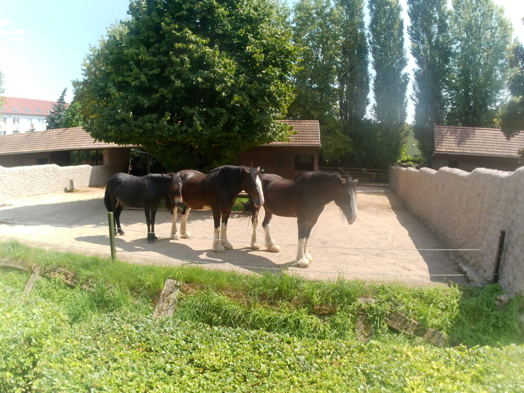 ZOO Vyškov 8