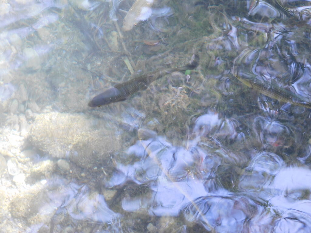 NP Krka Chorvatsko 37